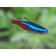 Tetras (0)